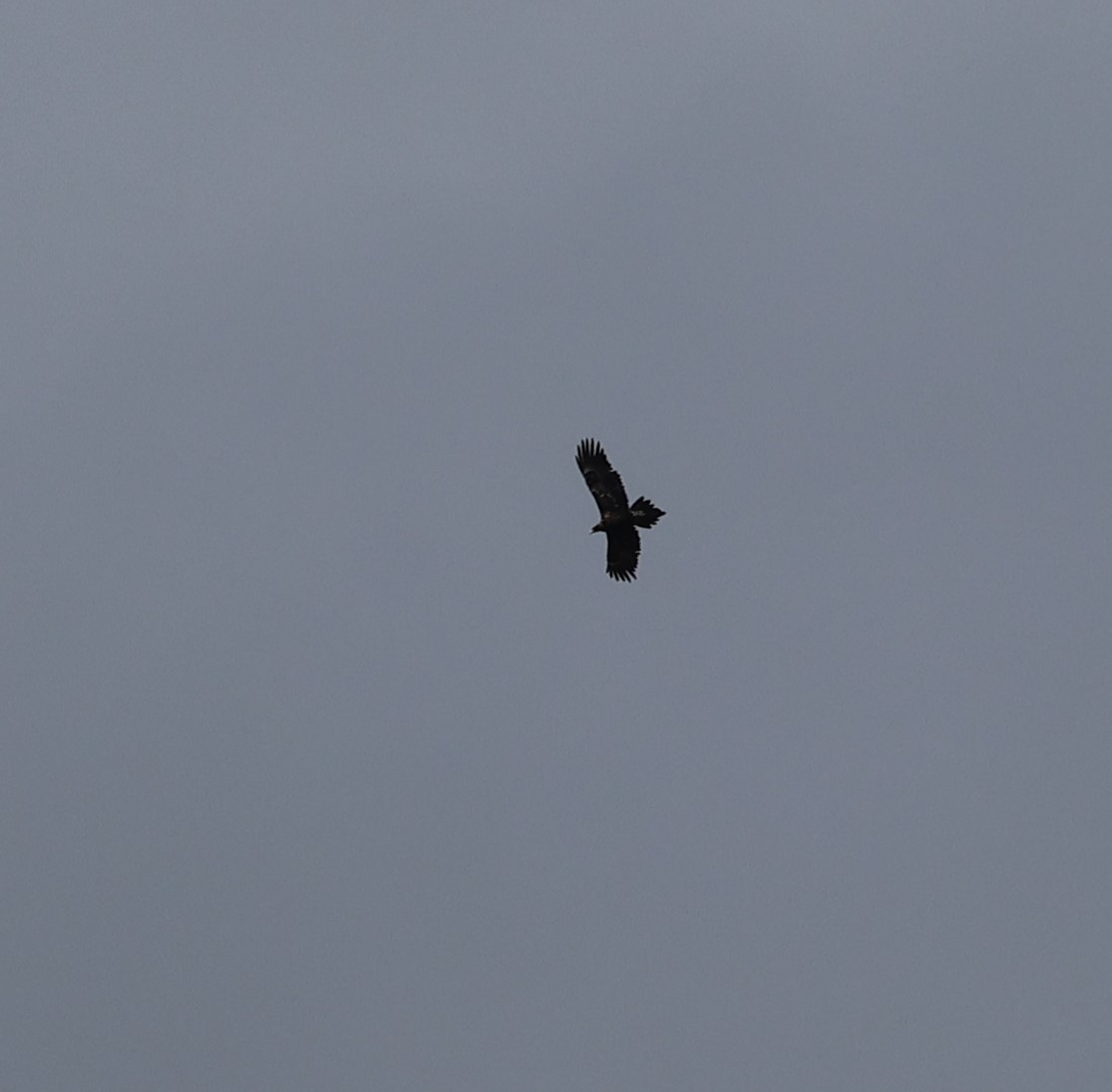 Wedge-tailed Eagle - ML610732384