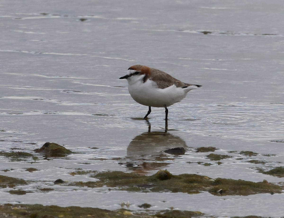 Red-capped Plover - ML610732391