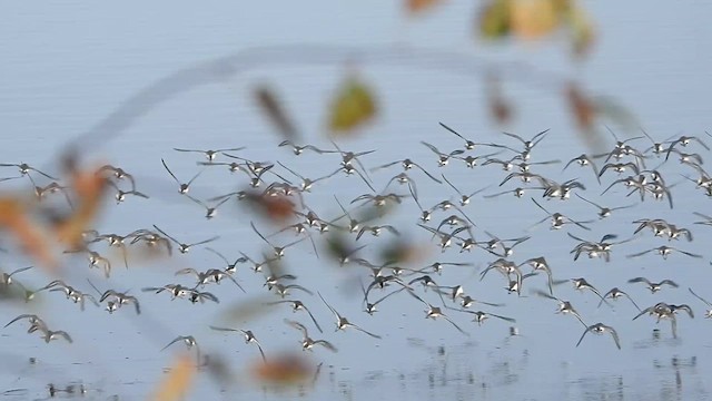 Dunlin - ML610732466