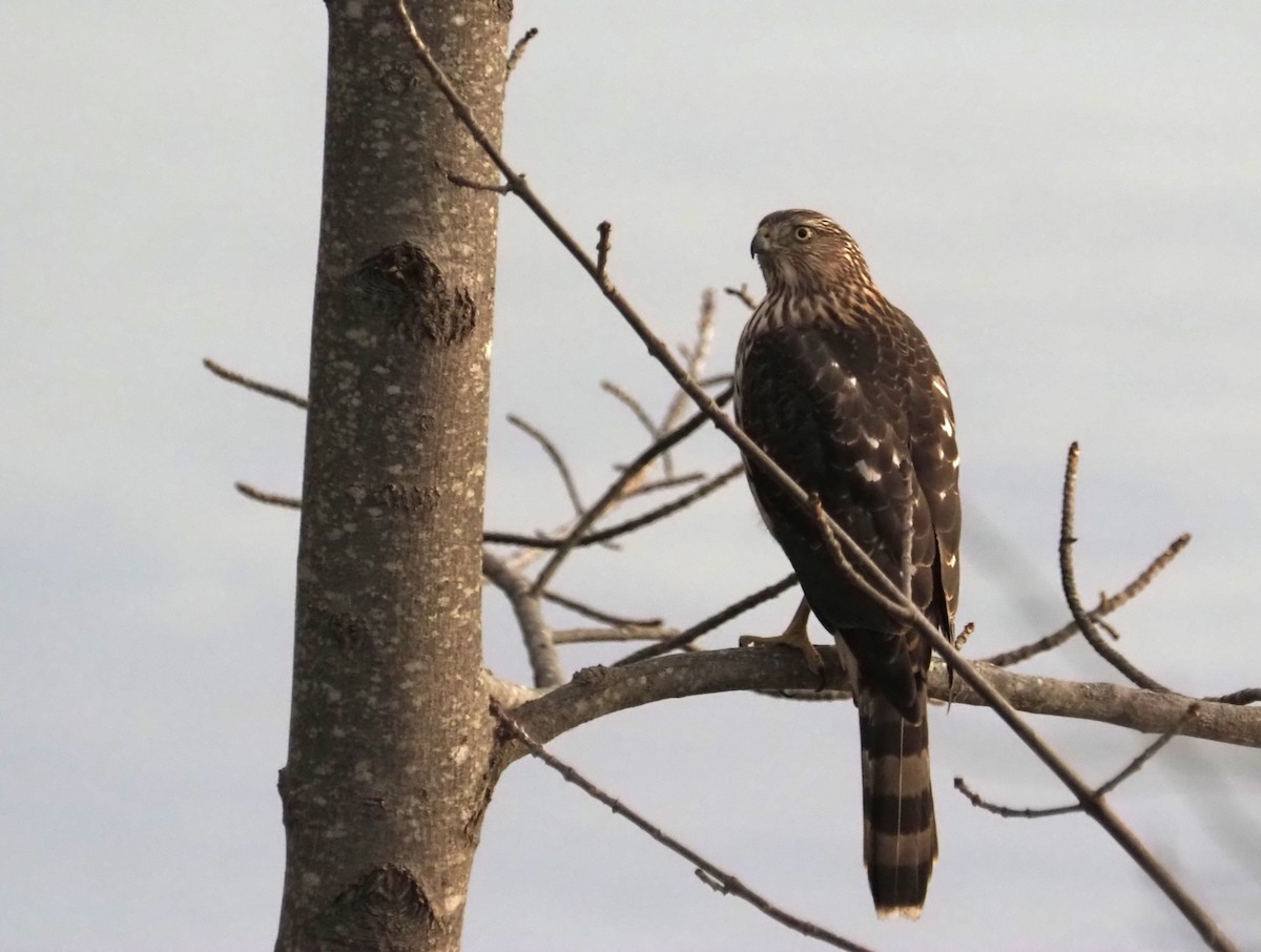 Cooper's Hawk - ML610732512