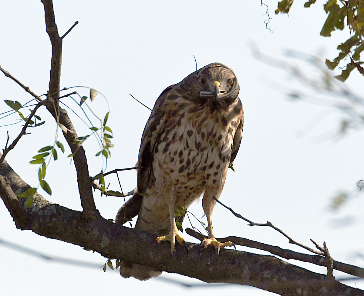 Red-shouldered Hawk - ML610732566