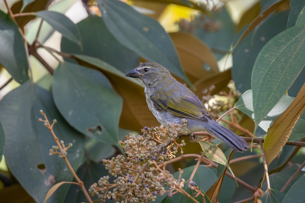 Streaked Saltator - Carolien Hoek