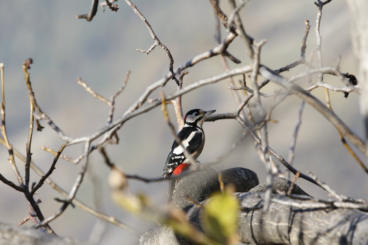 Great Spotted Woodpecker - Desmond Lobo