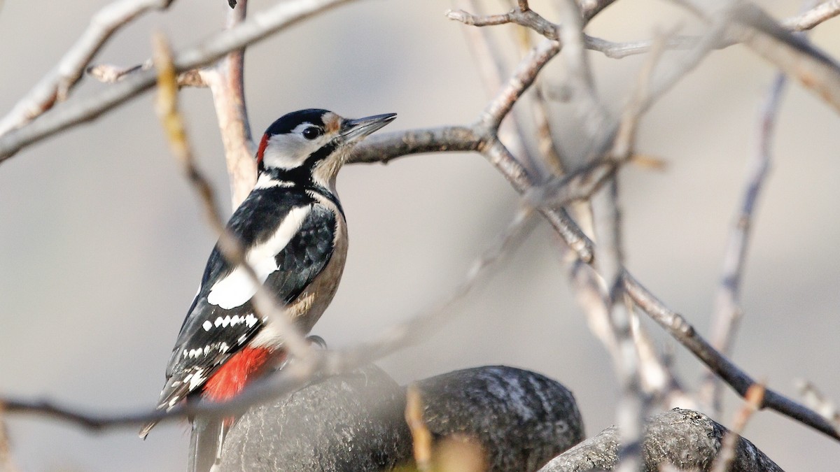 Great Spotted Woodpecker - Desmond Lobo