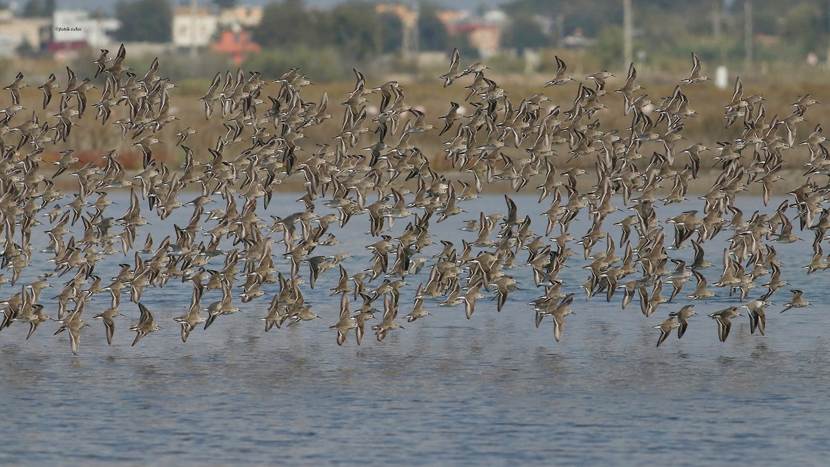 Dunlin - ML610732627