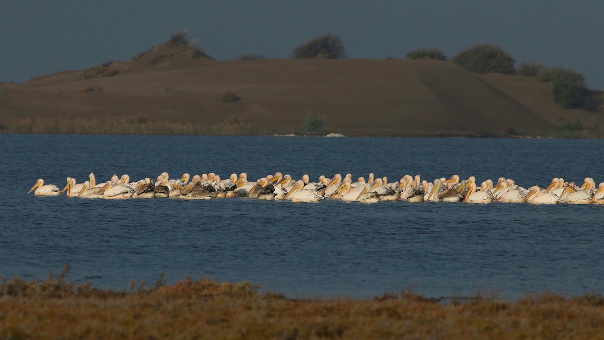 Great White Pelican - ML610732648