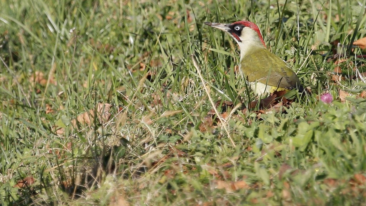 Eurasian Green Woodpecker - Desmond Lobo
