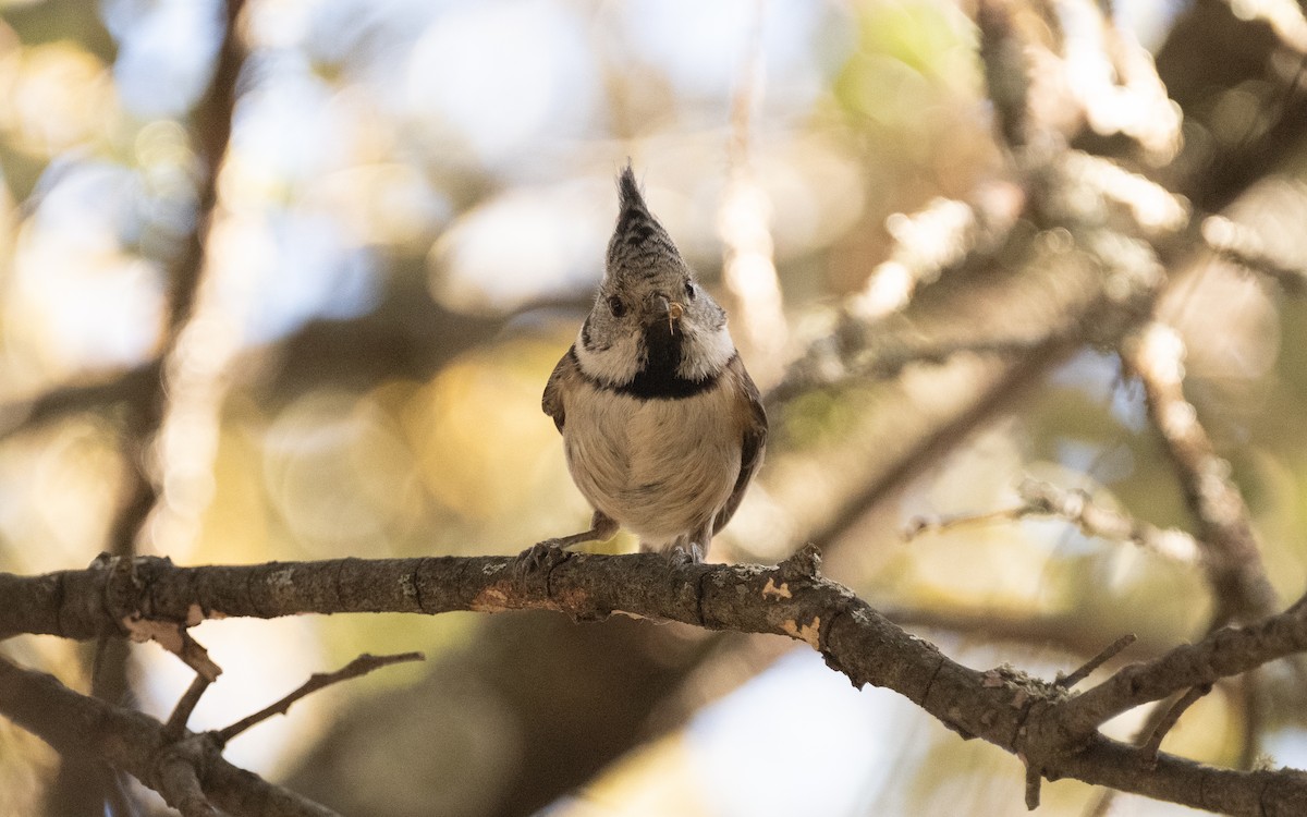 toppmeis - ML610732698