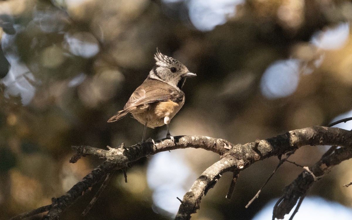 toppmeis - ML610732699