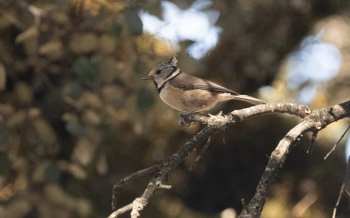 toppmeis - ML610732700