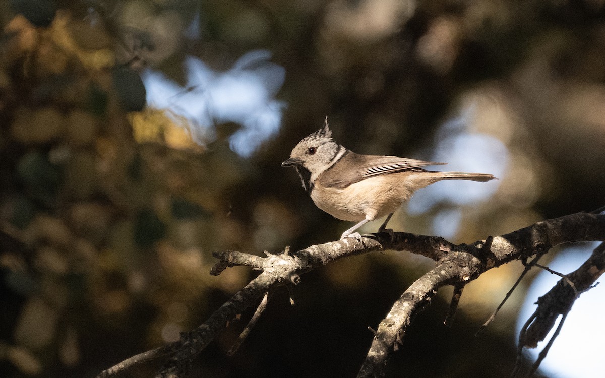 toppmeis - ML610732701