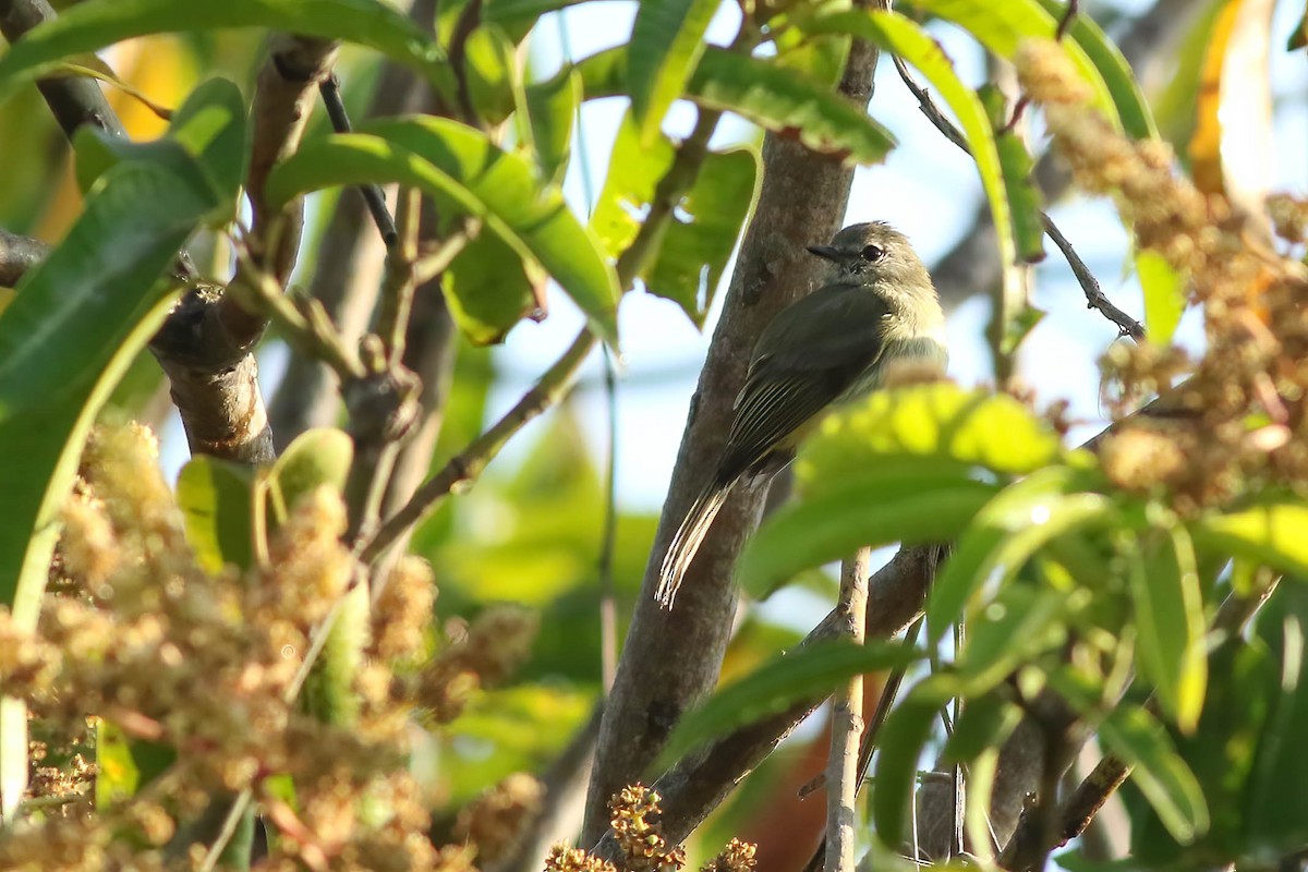 Greenish Elaenia (West Mexico) - ML610732885