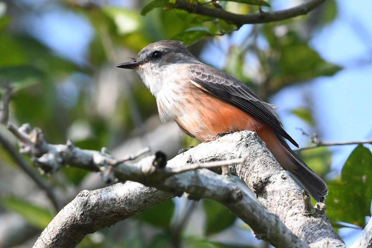 Vermilion Flycatcher - Barry Blust