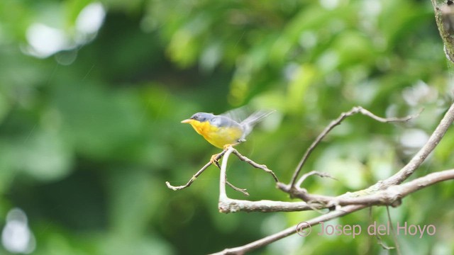 Parula Pitiayumí - ML610732916