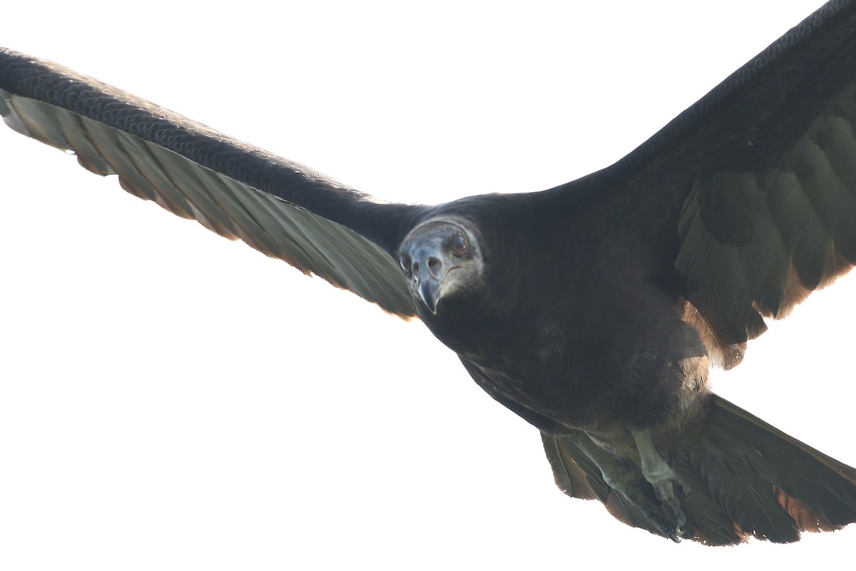 Lesser Yellow-headed Vulture - ML610732949