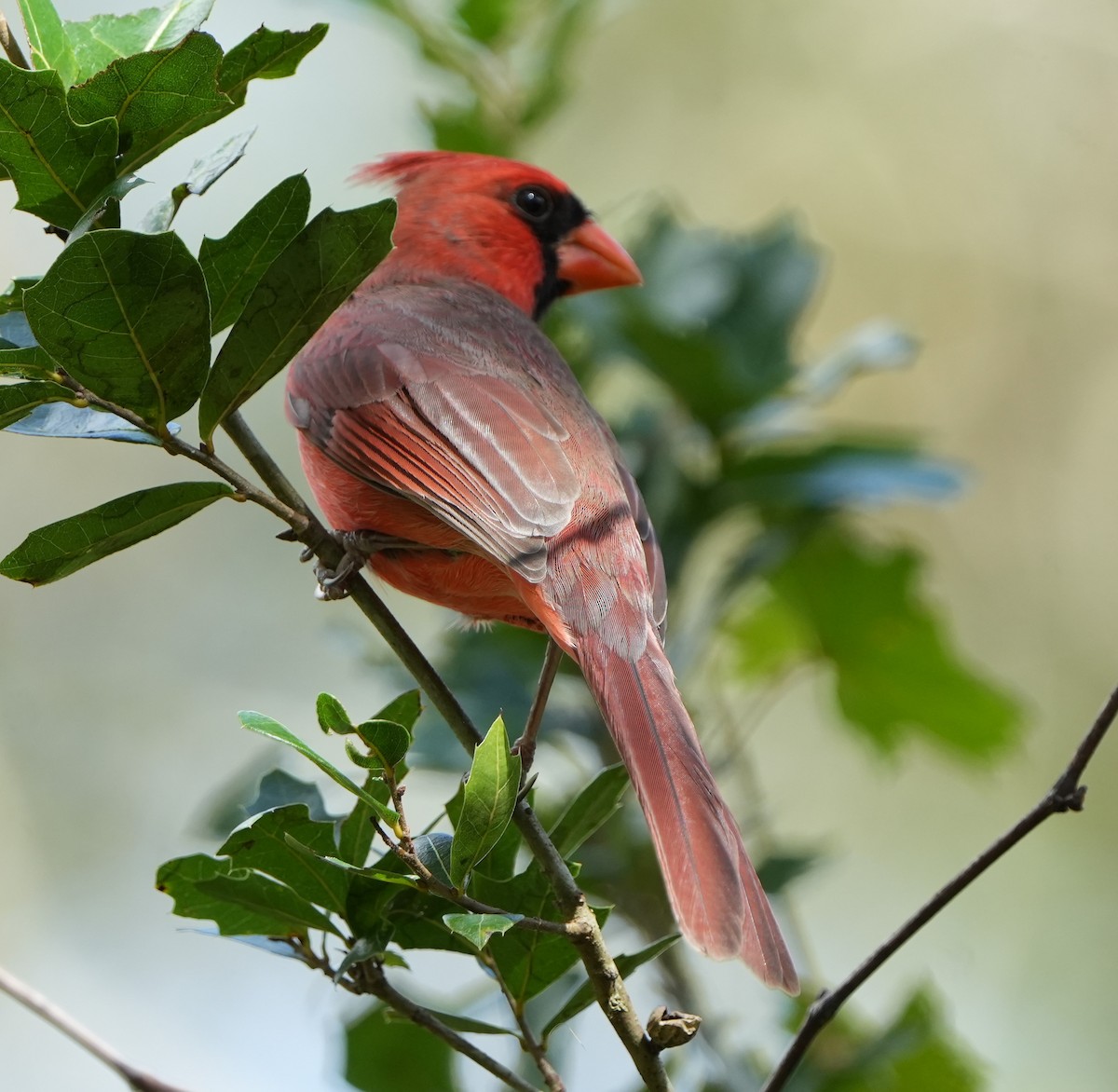 Cardinal rouge - ML610732954