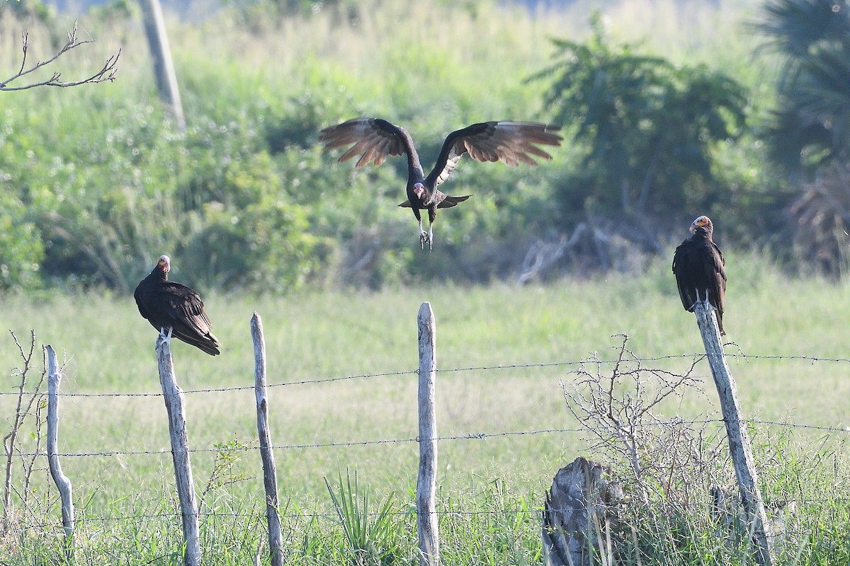 Lesser Yellow-headed Vulture - Barry Blust