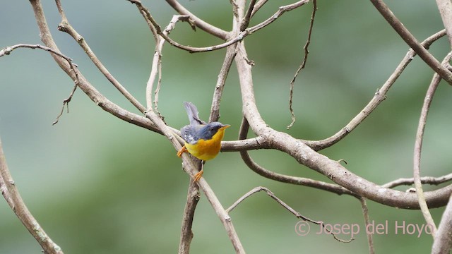 Tropical Parula - ML610732970