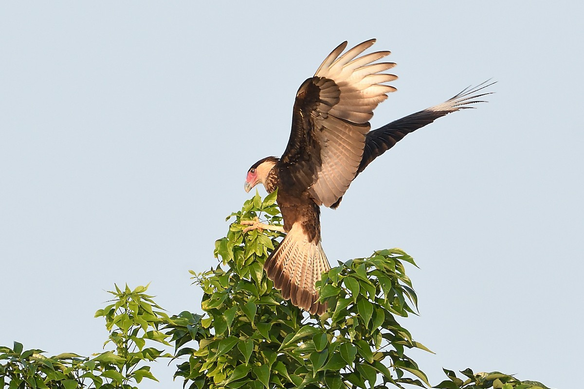 Caracara huppé - ML610732984