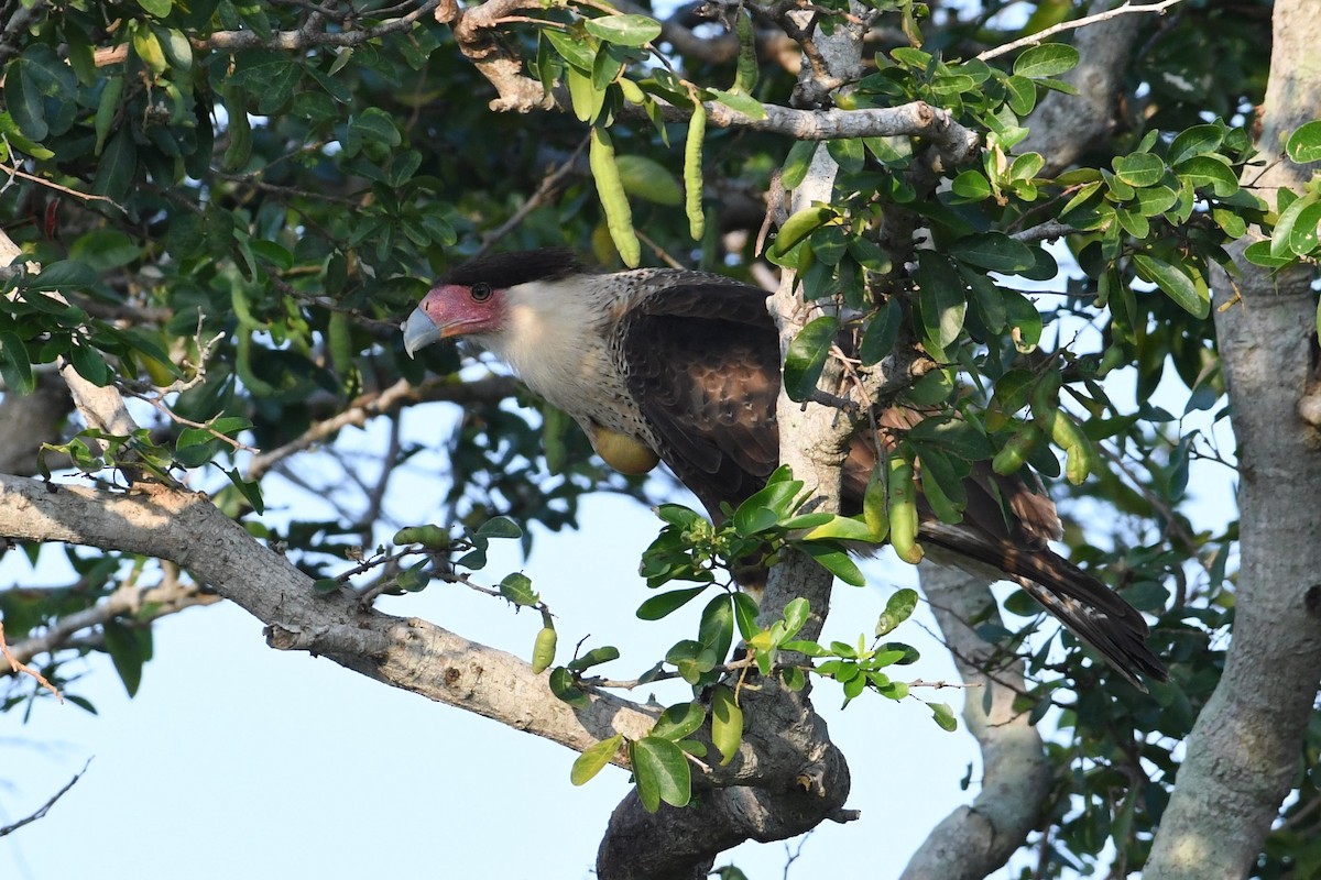 Caracara Carancho - ML610732998