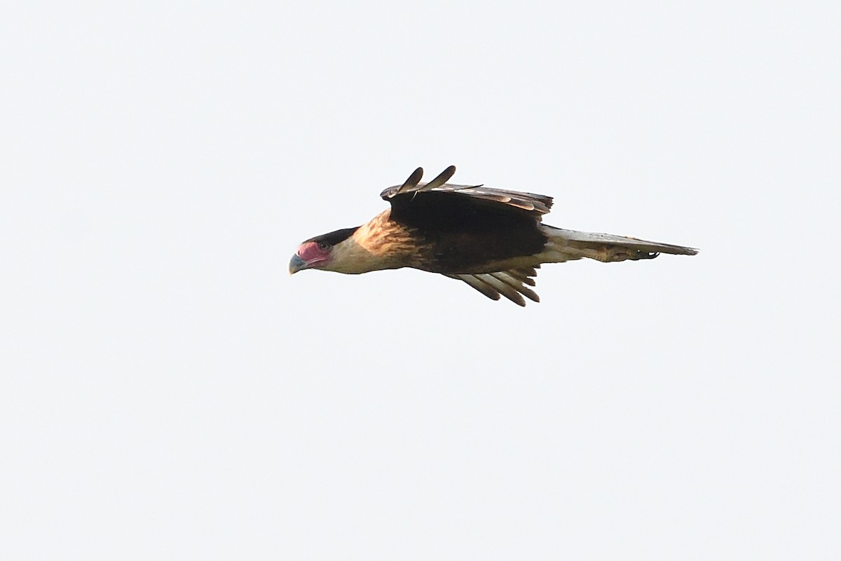 Crested Caracara - Barry Blust