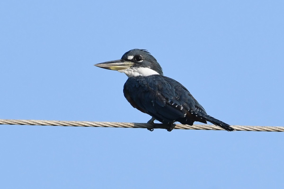 Ringed Kingfisher (Northern) - Barry Blust