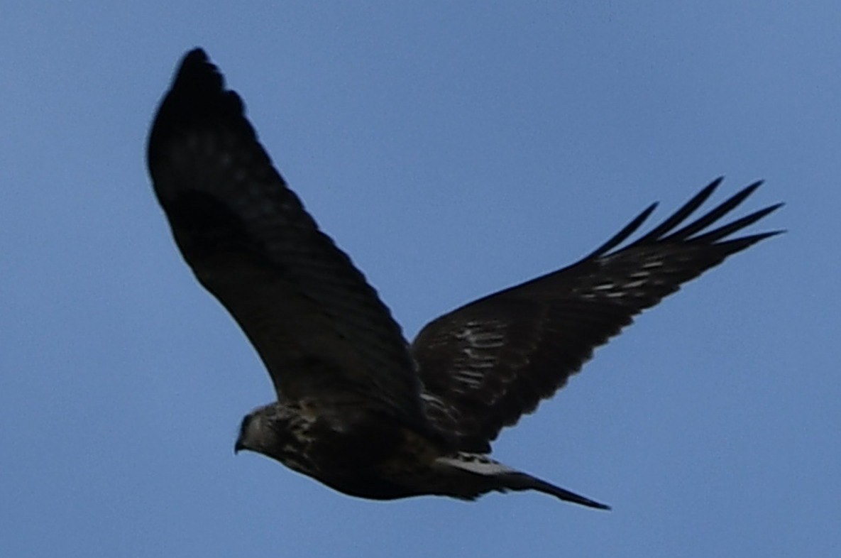 Rough-legged Hawk - ML610733089