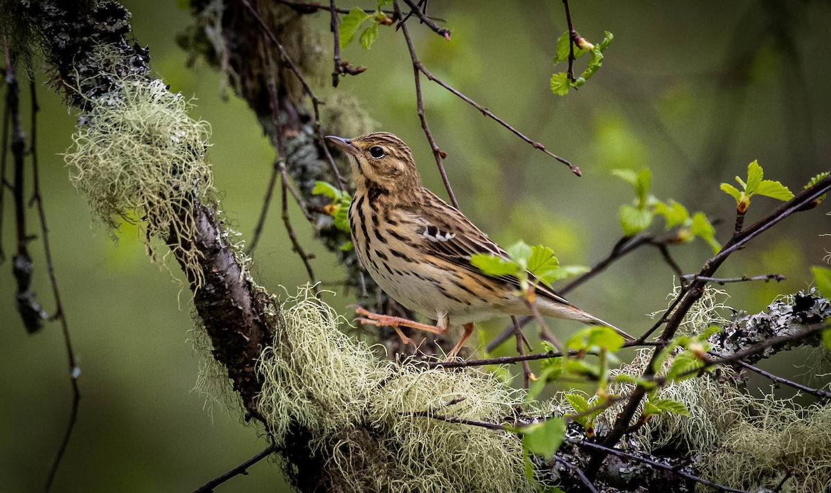 Tree Pipit - ML610733092