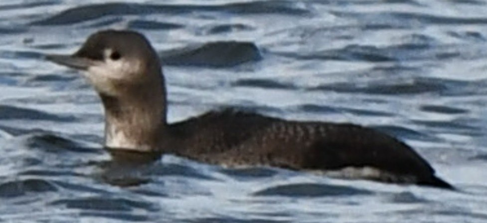 Red-throated Loon - ML610733101