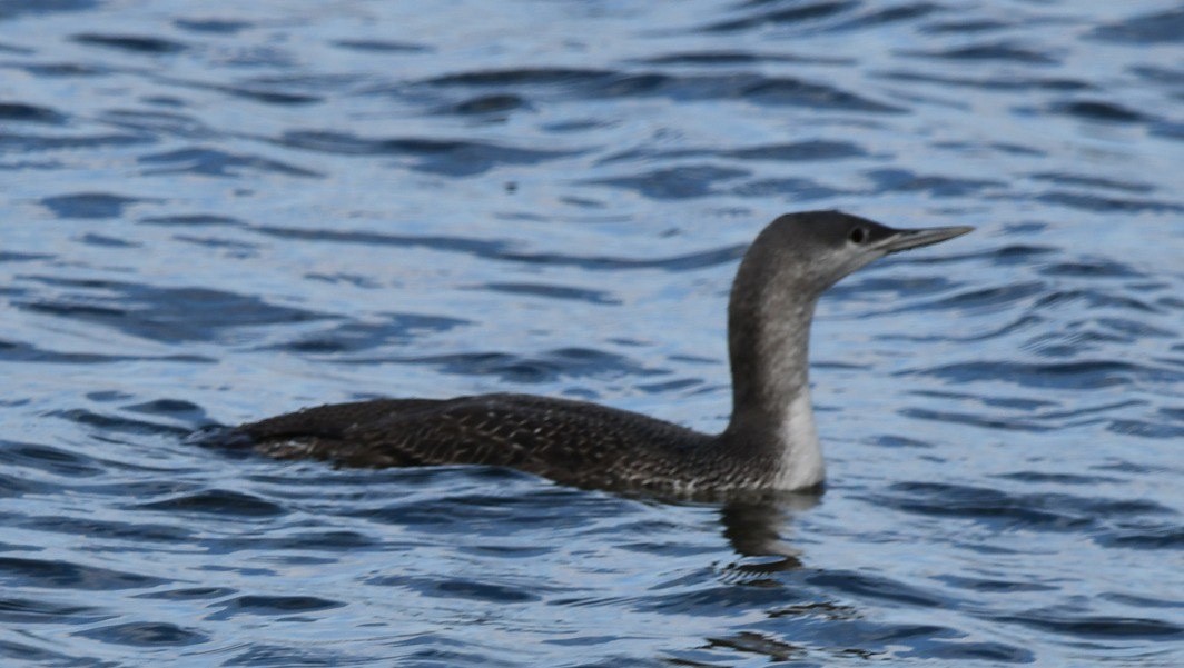 Red-throated Loon - ML610733103