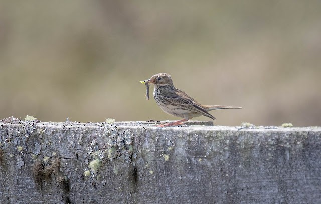 Meadow Pipit - ML610733137