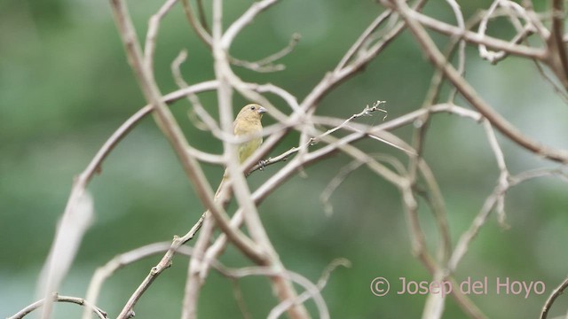 Yellow-bellied Seedeater - ML610733237