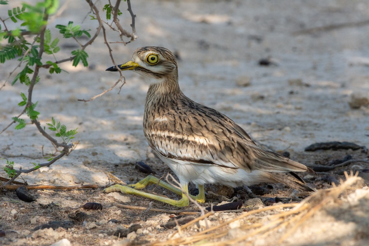 Eurasian Thick-knee - ML610733318