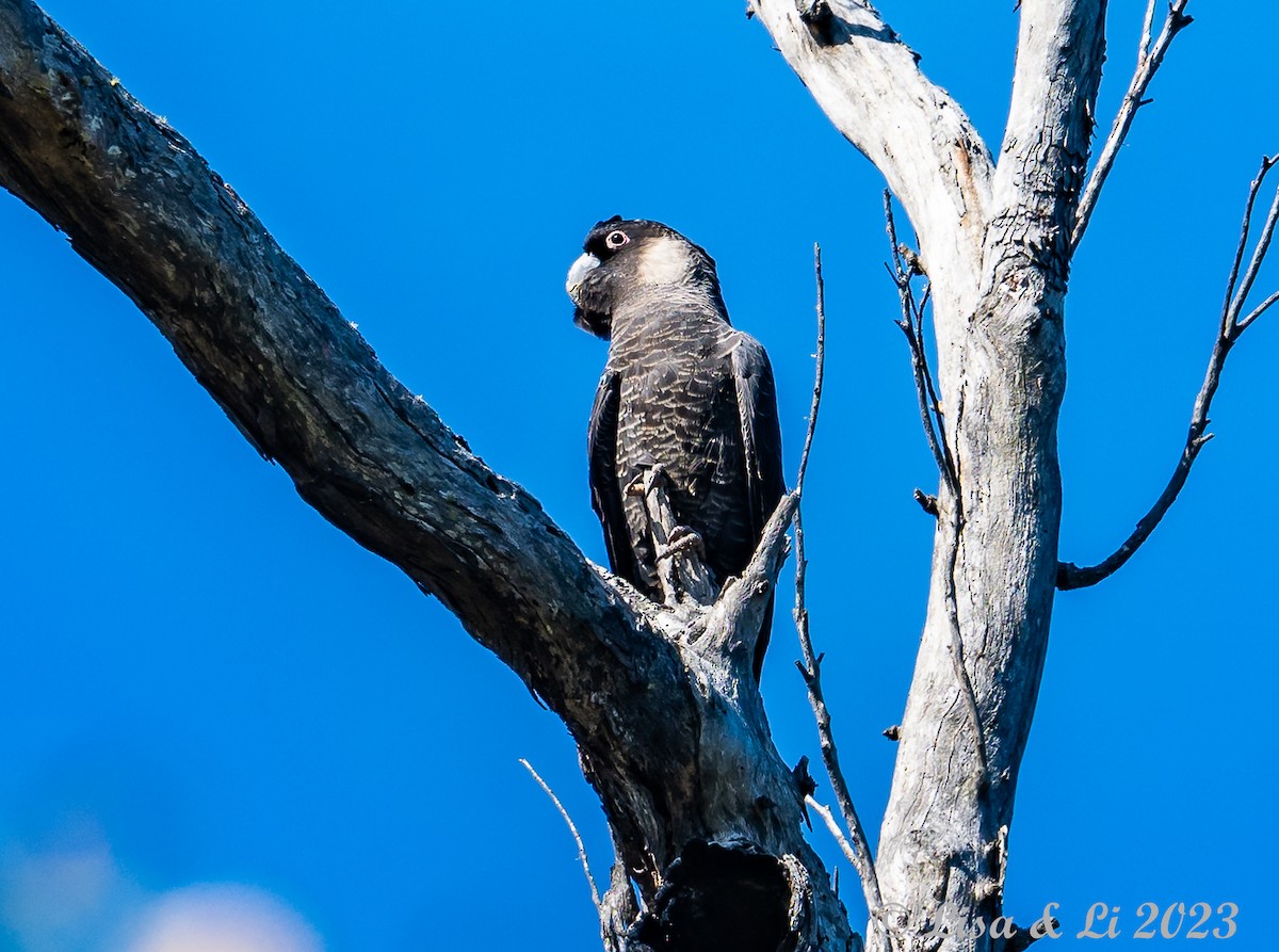 Baudin's Black-Cockatoo - ML610733338