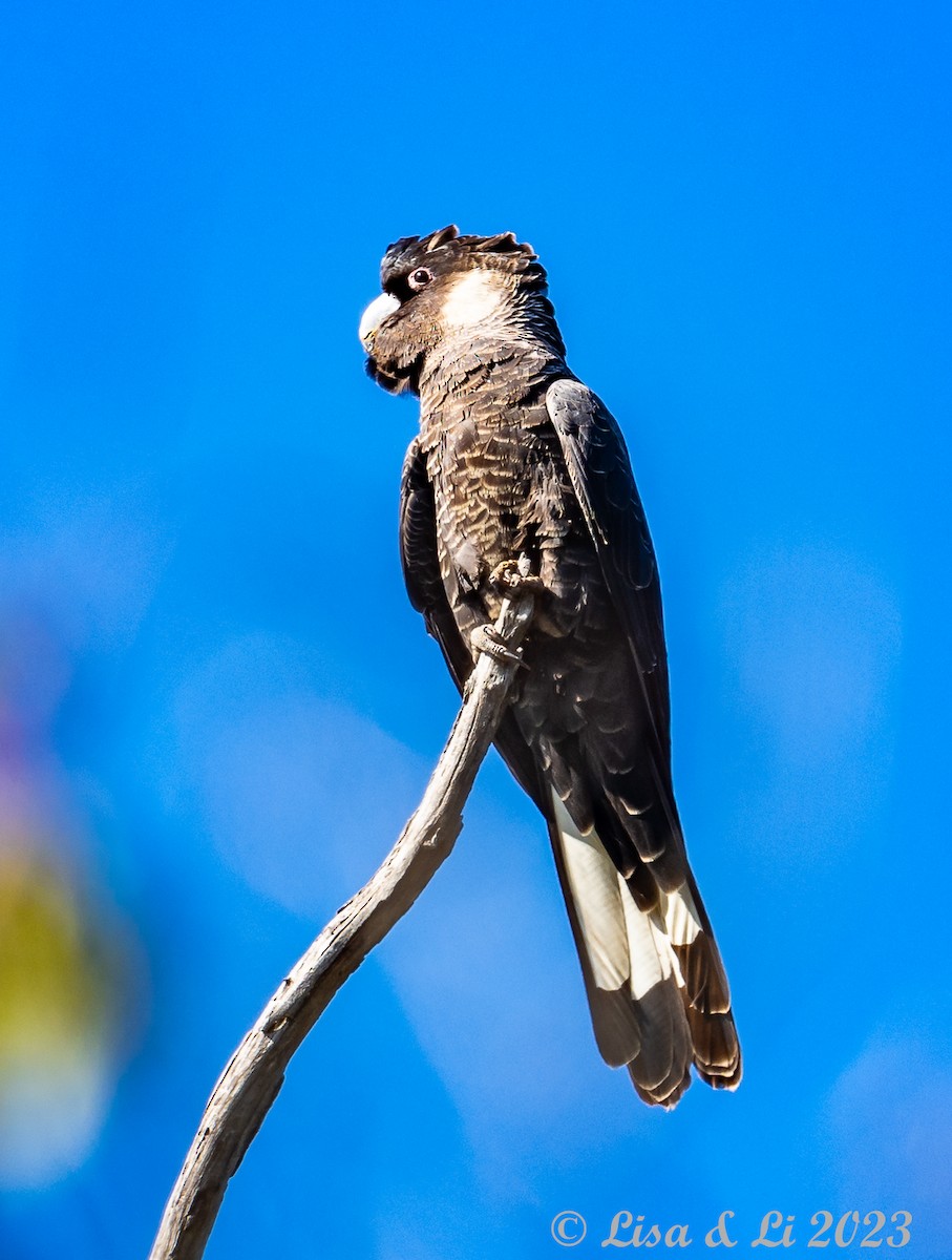 Baudin's Black-Cockatoo - ML610733340