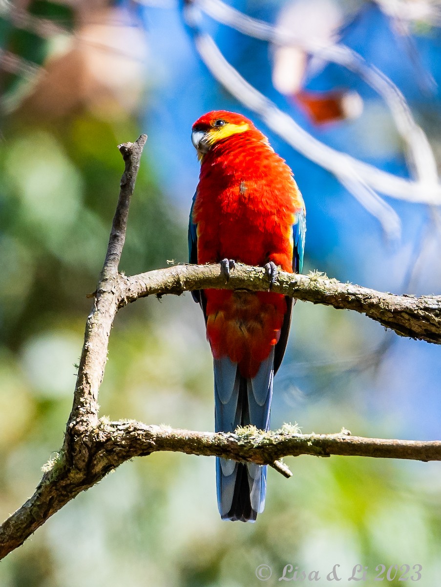 Western Rosella - ML610733356