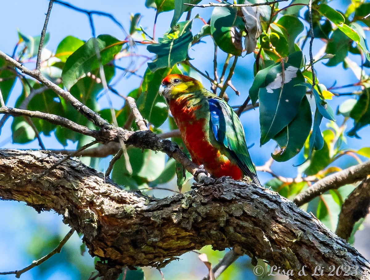 Western Rosella - ML610733357