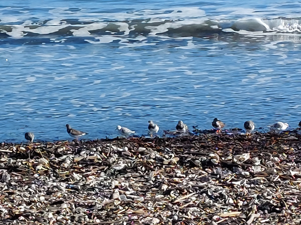 Ruddy Turnstone - ML610733369