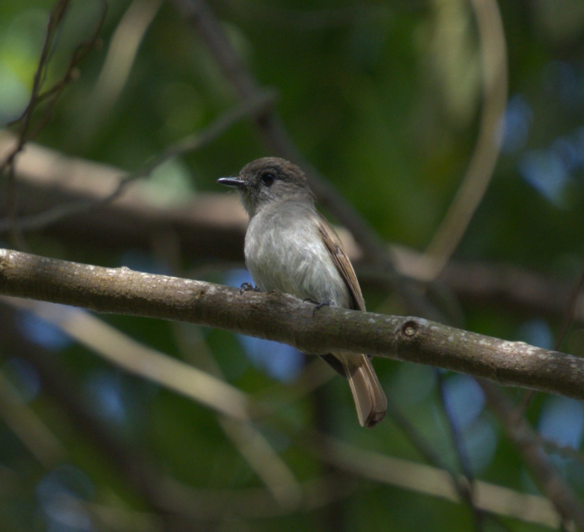 Flores Jungle Flycatcher - ML610733433