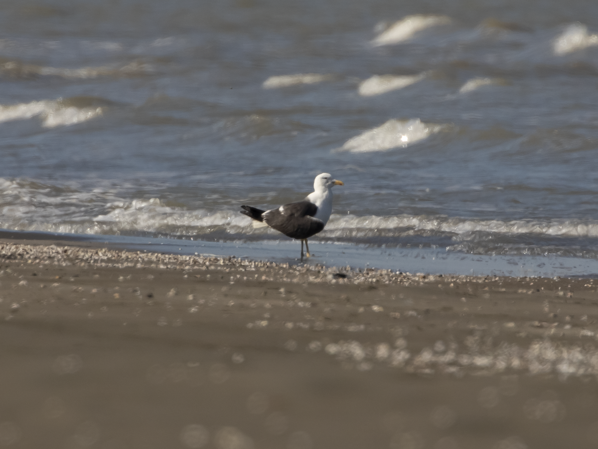 Lesser Black-backed Gull - ML610733505