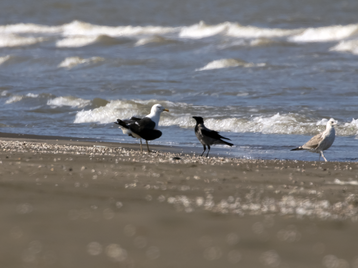 Lesser Black-backed Gull - ML610733519