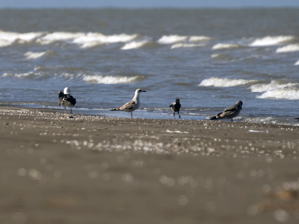 Lesser Black-backed Gull - ML610733526