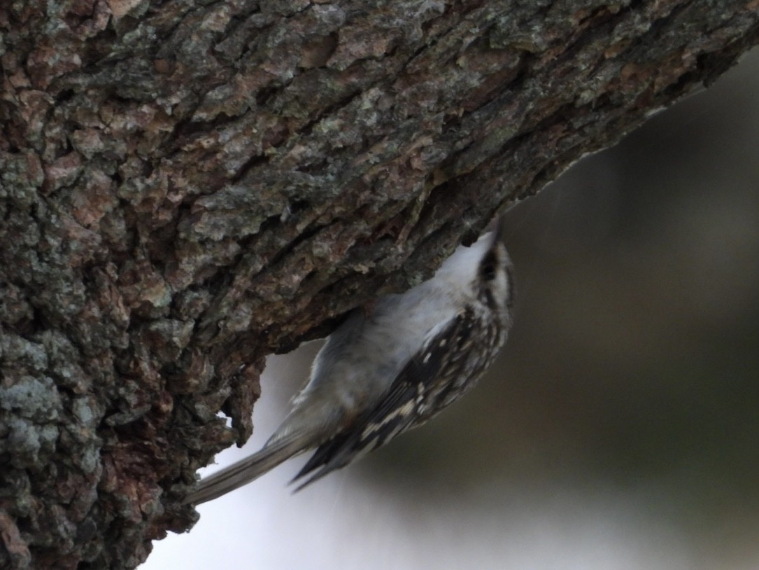 Brown Creeper - Eric Howe