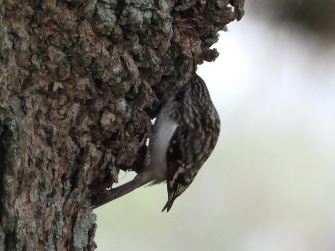 Brown Creeper - Eric Howe