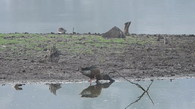 Northern Shoveler - ML610733569