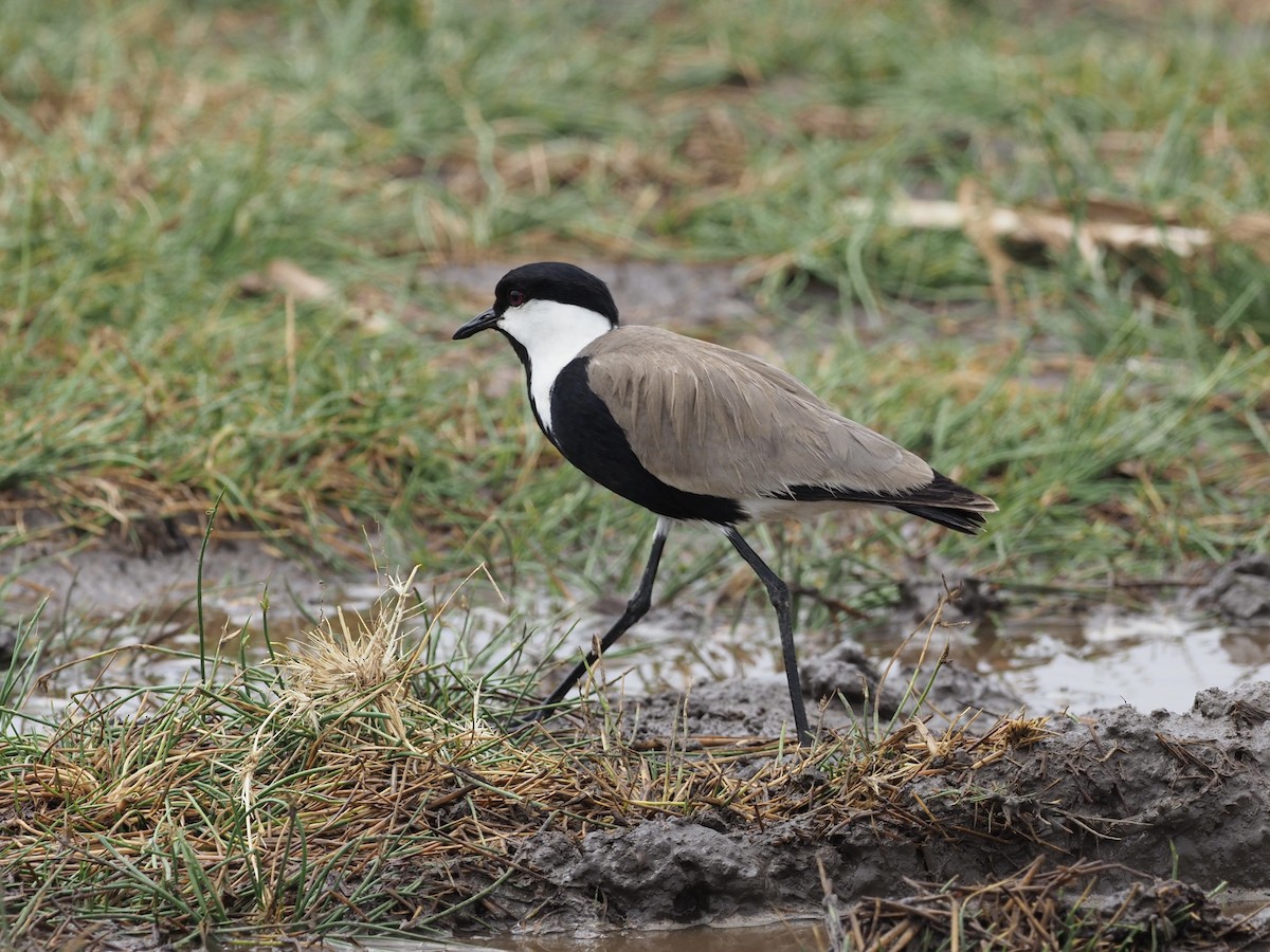 Spur-winged Lapwing - ML610733583