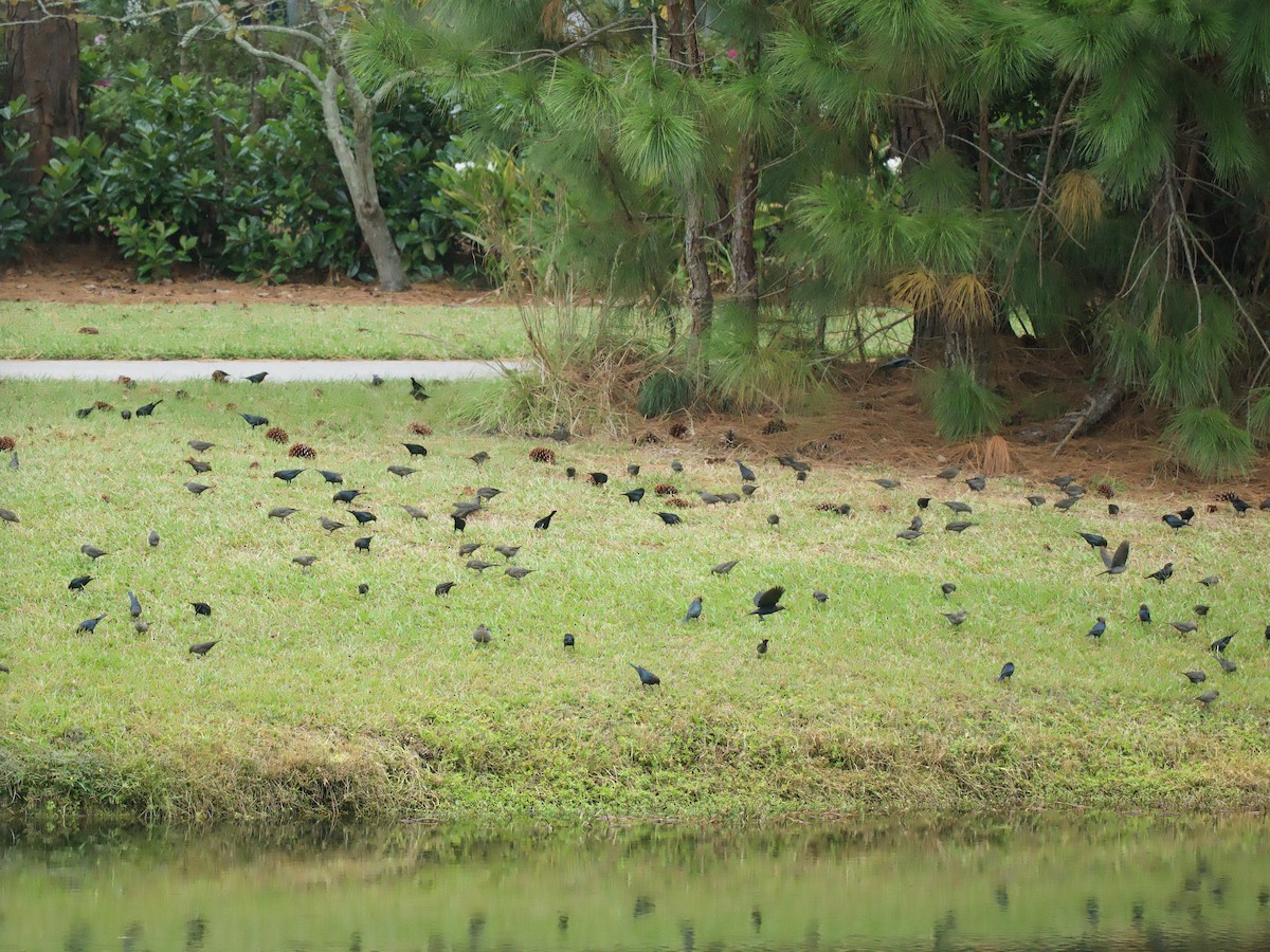 Brown-headed Cowbird - Richard Wolfert