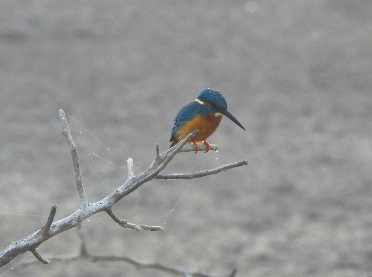 Common Kingfisher - Shivaprakash Adavanne