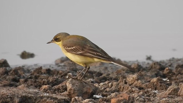 Western Yellow Wagtail - ML610733600