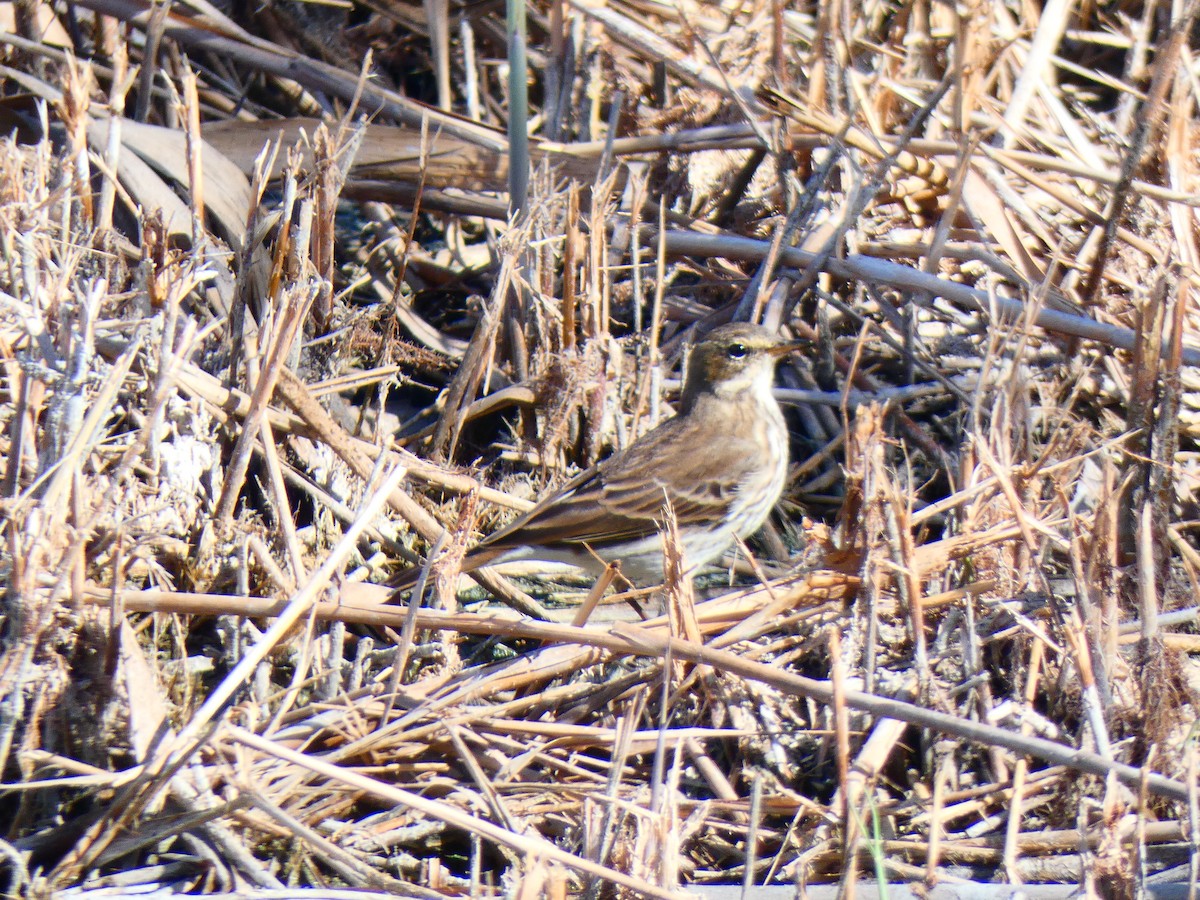 Water Pipit - ML610733610